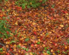 Tapeta Nature Beautiful Autumn 107.jpg